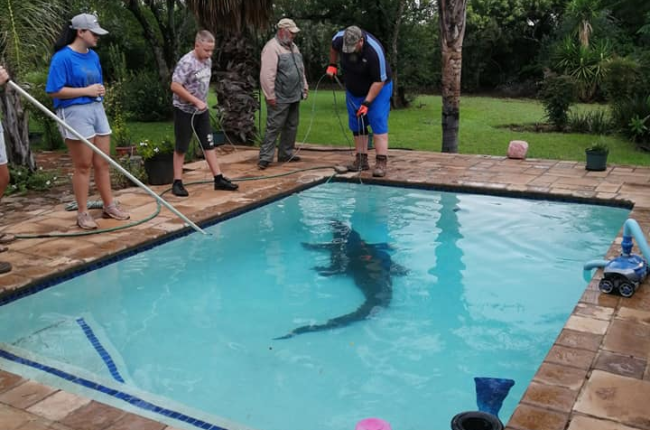 The couple received a surprise visit from a a three-metre-long crocodile in their pool (Photo: Facebook) 