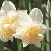 Garden notebook: Now is the time for bulbs in your garden