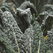 Garden diary: Grow your own super kale!