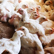  Avian flu puts the spotlight on trade relations, food security