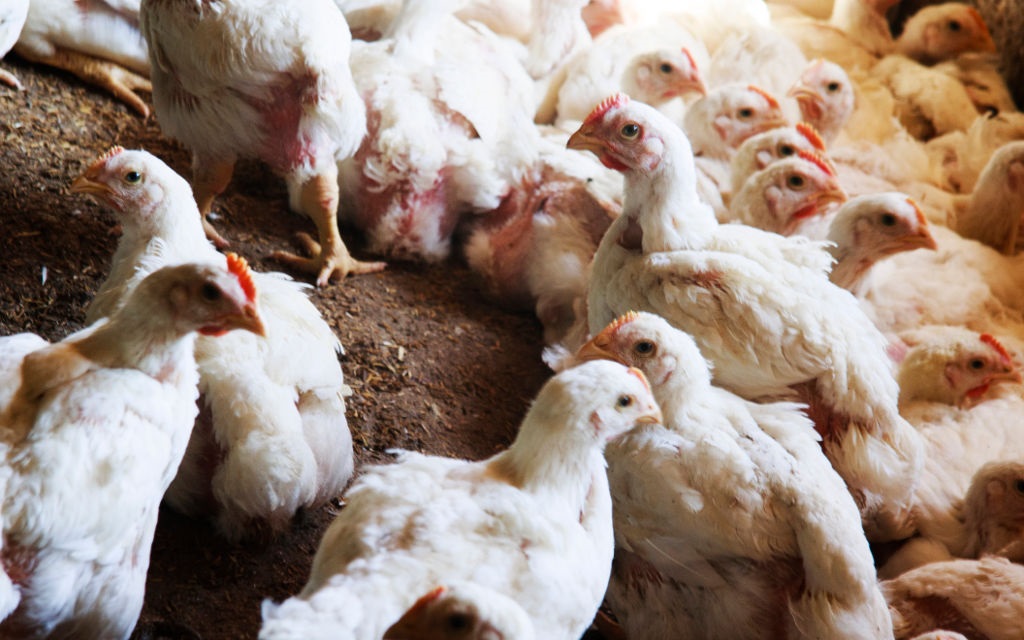 Avian flu has been reported in Gauteng and the North West.