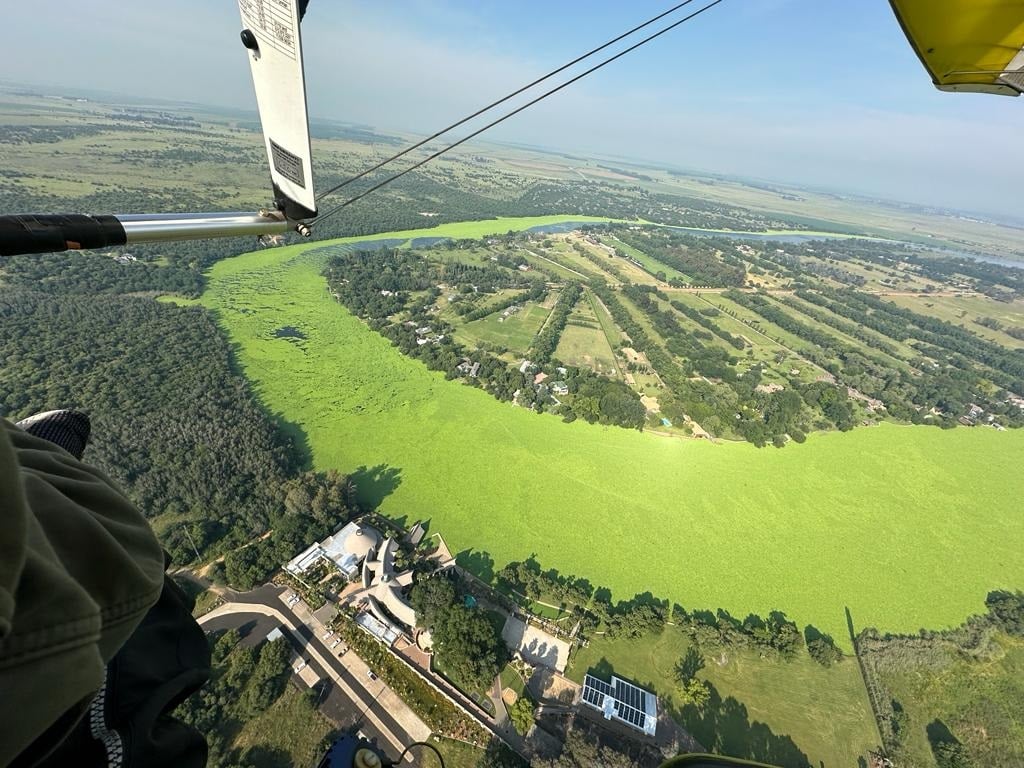 Sky view of extent of plants in river