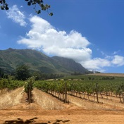The State of SA Wine 2024