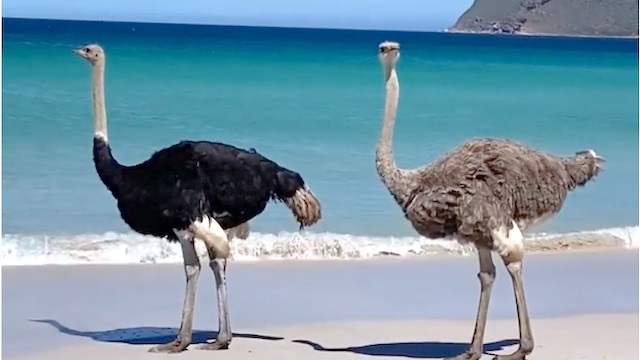 Ostrich beach store