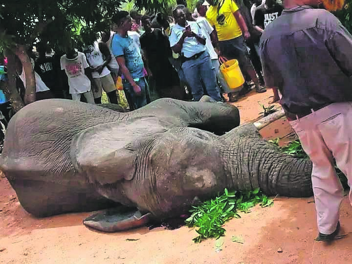 News24 | Man vs elephant: Man's livelihood destroyed by mango enjoying elephant