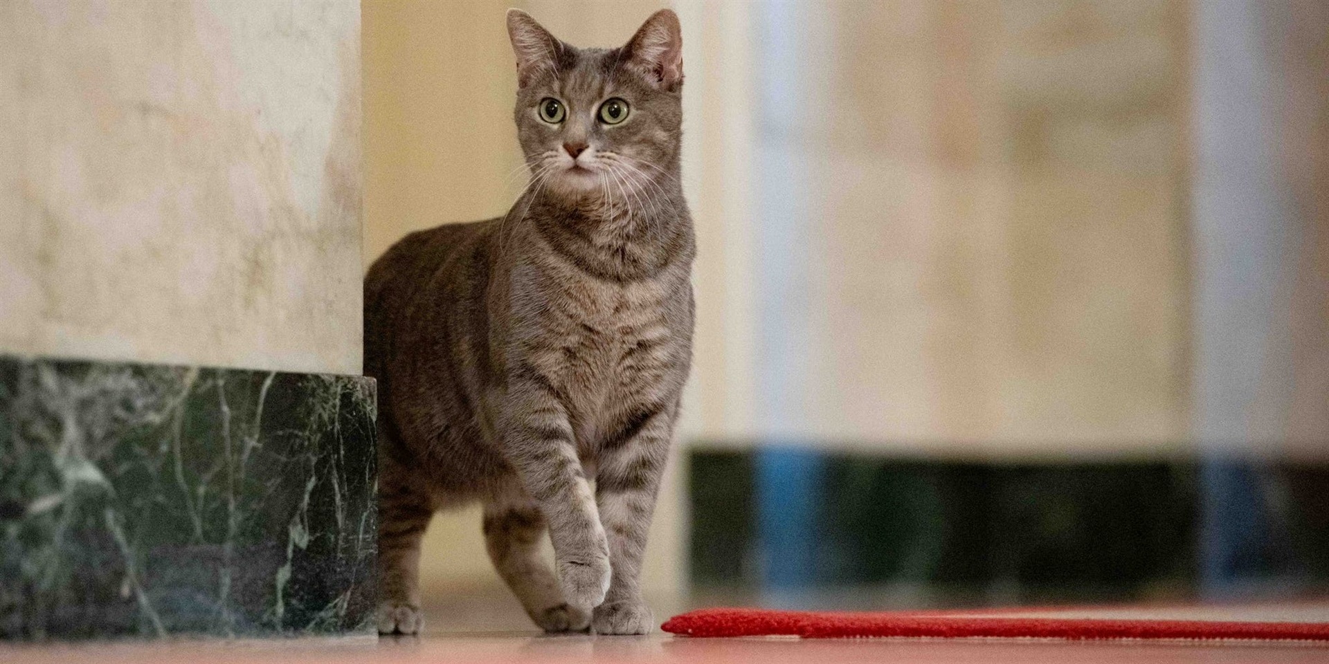 Businessinsider.co.za | Biden confirms that White House cat Willow has 'no limits' and sleeps on top of his head at night
