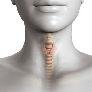The site of the thyroid gland. Source: iStockphoto.