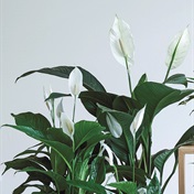 Indoor plant of the month: Peace lily