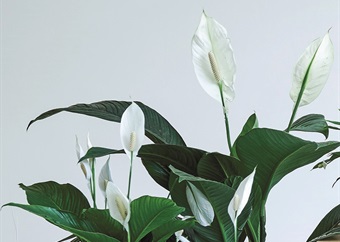Indoor plant of the month: Peace lily