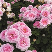 When to fertilise your roses