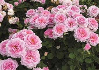 When to fertilise your roses