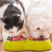 WATCH | Nestlé outshines peers thanks to pet food