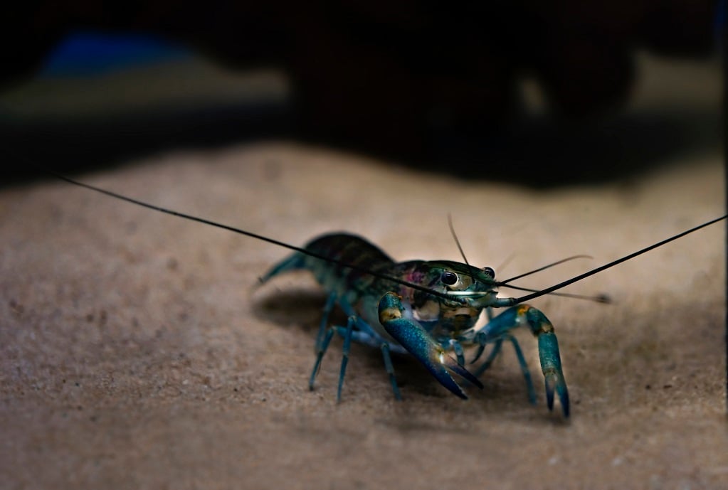 The red-claw crayfish is an alien invasive species.