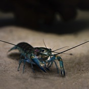 Invasive crayfish are spreading in the Kruger Park's waters, really fast