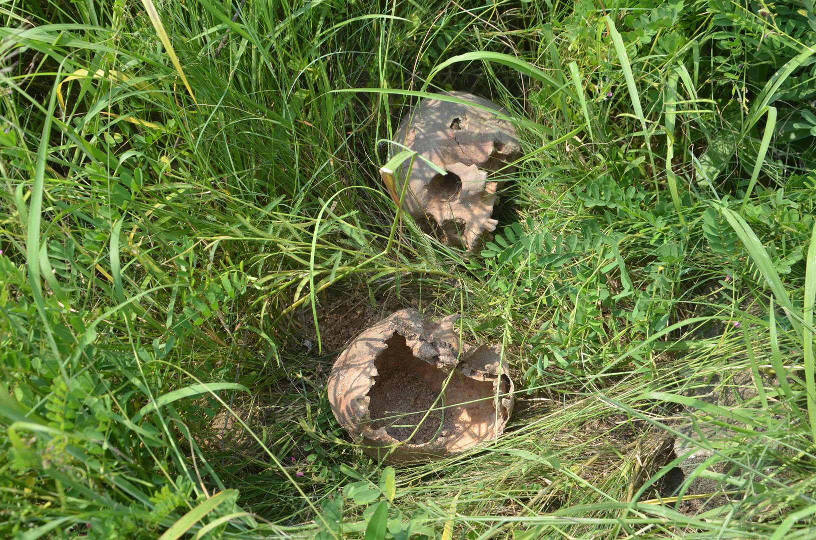 Two skulls found in the two new graves by family members whilst digging. Photo by Oris Mnisi