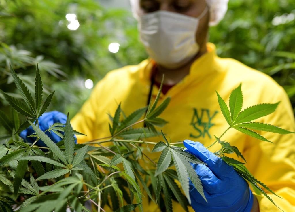 A worker inspects medicinal cannabis plants at a medical cannabis farm.