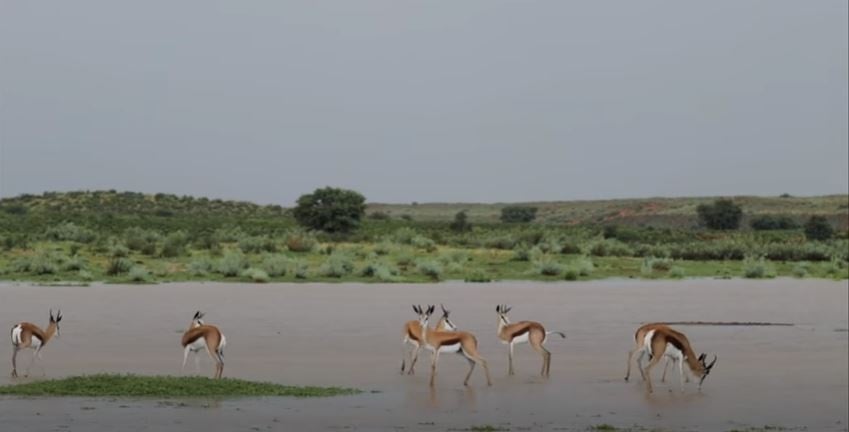 Kgalagadi-oorgrenspark