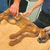 Wounded caracal found in Hermanus could not be saved