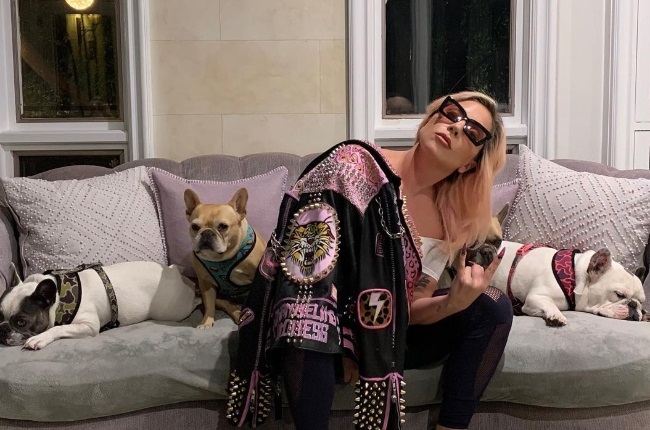Lady Gaga’s French bulldogs, Koji, Gustav and Miss Asia were  involved in a dramatic dognapping at gunpoint in Hollywood. (Photo: Instagram)