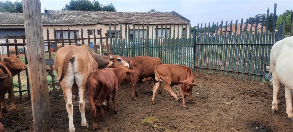Lebogang Shivambu's cattle before they were stolen.