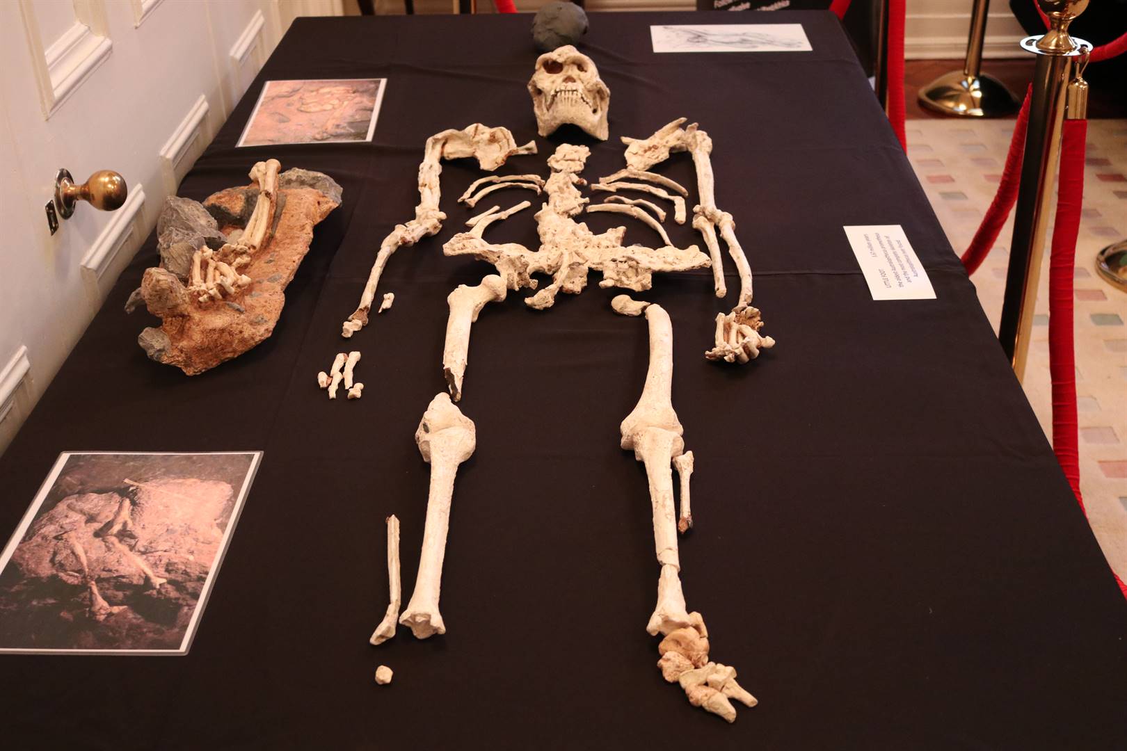 Painstaking study of 'Little Foot' fossil sheds light on human origins |  City Press