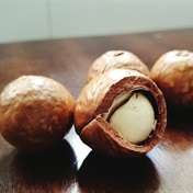 SA is world's biggest macadamia producer - why it now has to start cracking nuts to survive