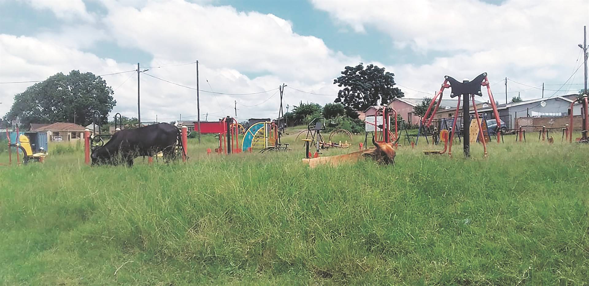Cows graze at the gym park in Pietermaritzburg.  Photo by Mbali Dlungwana