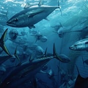 Seaspiracy: The Netflix documentary that will change the way you think about fish