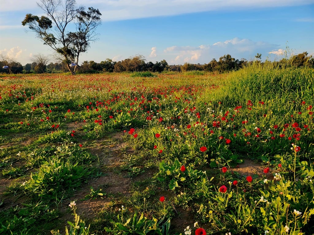 Red flowers bloom in the area where the Nova music festival took place. (Howard Feldman/Supplied)