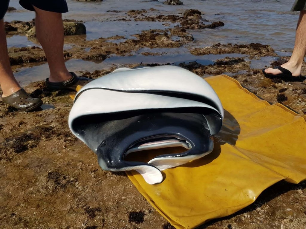 A baby stingray weighing 60 kg was removed from its