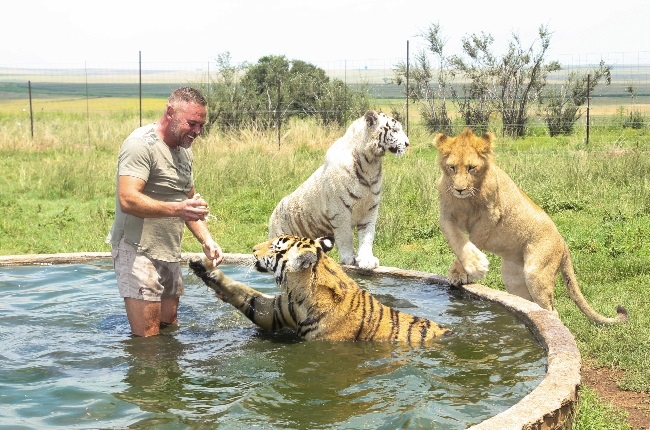 Gert Claassen plays with his male tiger Seuna while Sashi and one of his lions stand on edge of the pool. (Photo: LUBABALO LESOLLE) 
