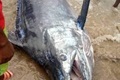 PICS: Villagers feast on R40m fish!