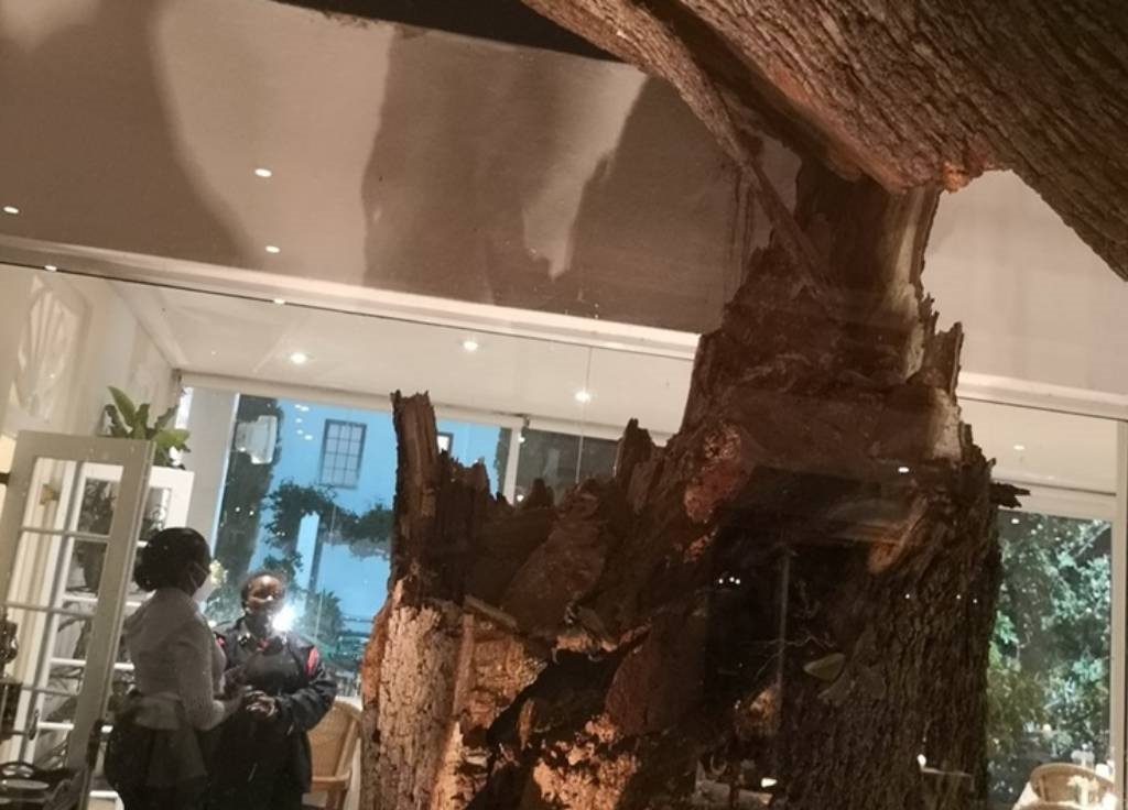 A birthday celebration for DA federal council chairperson Helen Zille almost saw the roof come crashing down, as a tree was uprooted at the venue at which she and her husband were dining.