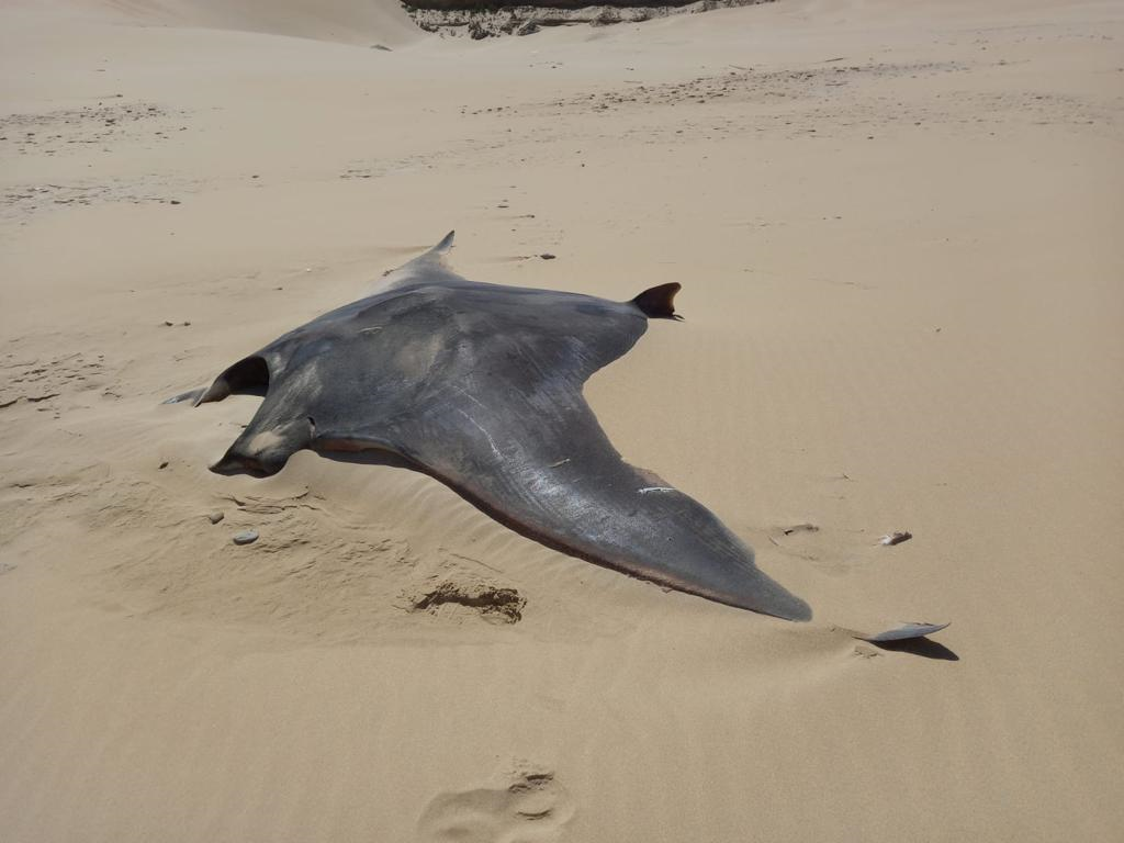 Another giant oceanic manta ray beached on Woody Cape beach outside Port Alfred on Thursday.