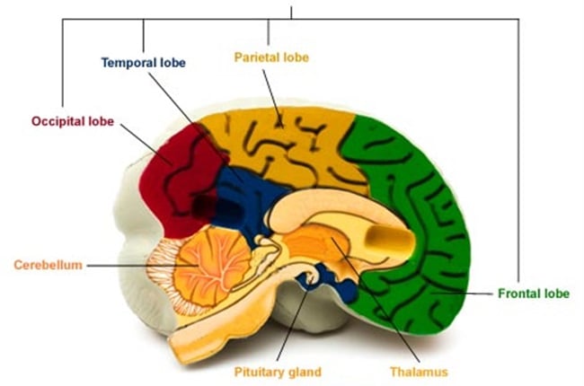 parietal lobe and its body parts