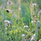 THE REAL POLLEN COUNT: Grass levels climb in the Free State