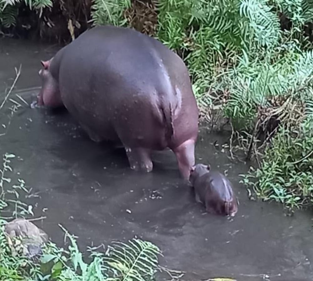 Jessica, the world-famous hippo, gave birth on February 22.