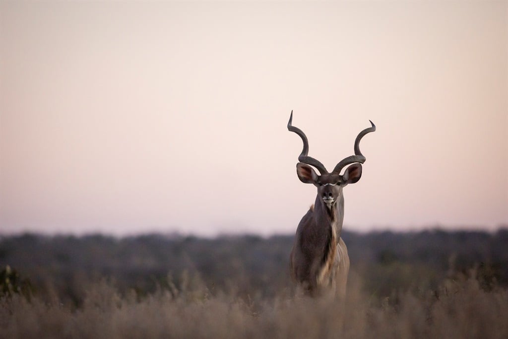 Kudus, hartebeest, blesbok and a type of oryx known as gemsbok — all species of antelope  — could be among those targeted at international palates. (Getty Images)