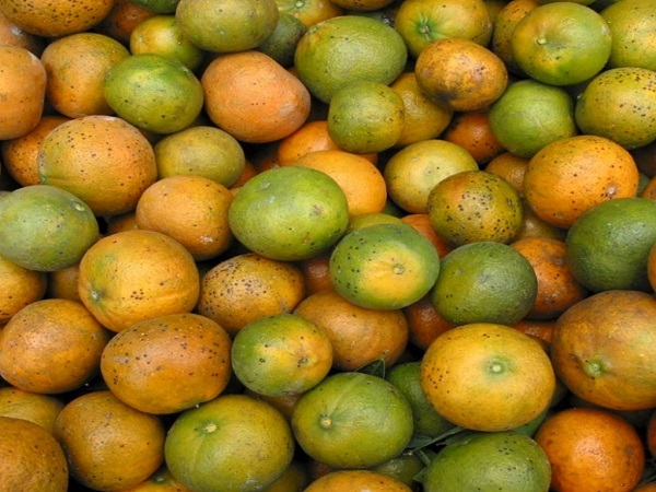 Die Asiatiese sitrusbladvlooi, Diaphorini citri, dra die patogeen wat verantwoordelik is vir die verwoestende Asiatiese sitrusvergroening. Foto's: Citrus Research Institute