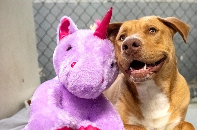 Sisu has become the latest internet sensation after repeatedly trotting into a shop and stealing a stuffed unicorn. (Photo: FACEBOOK/Duplin County Animal Services) 