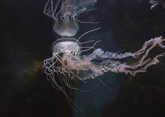 Onderwaterfotograaf Helen Walne vertel oor die helende kragte van die see