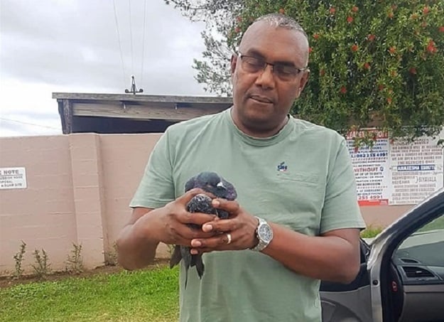 Previous photo of Neville Ganes from Neville's Snakes and Reptiles Rescue organisation holding a dead bird.   