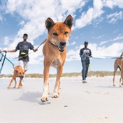 Dogs rescued from the Cambodian meat trade visits the beach for the first time