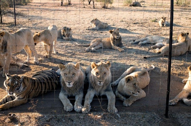Canned hunting is the hunting of captive animals in a closed-off area where they can’t escape. (Photo: Getty Images/Gallo Images)