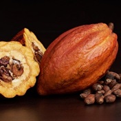 Boom times for organic cocoa in Ivory Coast