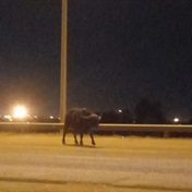 Where do the buffalo roam? Errant bovine last spotted on the R21 highway elude helicopter search