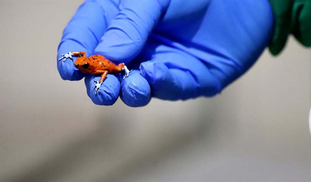 A person holds one of the 118 poisonous frogs that were seized at the El Dorado International Airport in Bogota that were going to be trafficked to Brazil, in Tumaco, Colombia, on 3 March 2024 