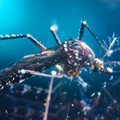 We’re a step closer to figuring out why mosquitoes bite some people and not others