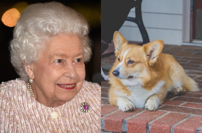 Spare a thought for Her Majesty, Queen Elizabeth, who has lost another dear family member in the form of her dorgi puppy (stock image). (PHOTO: Getty Images/Gallo Images/Alamy)