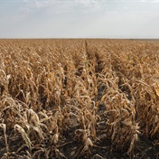 Worst drought in four decades cuts Zimbabwean maize crop by 72%